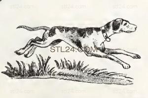 ANIMAL_0158